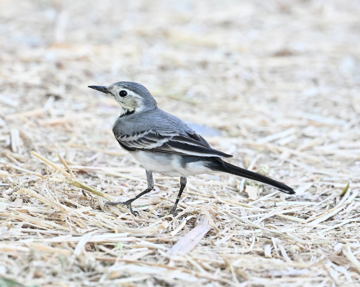 konipas bílý (ssp. alba/dukhunensis) - ML644816683