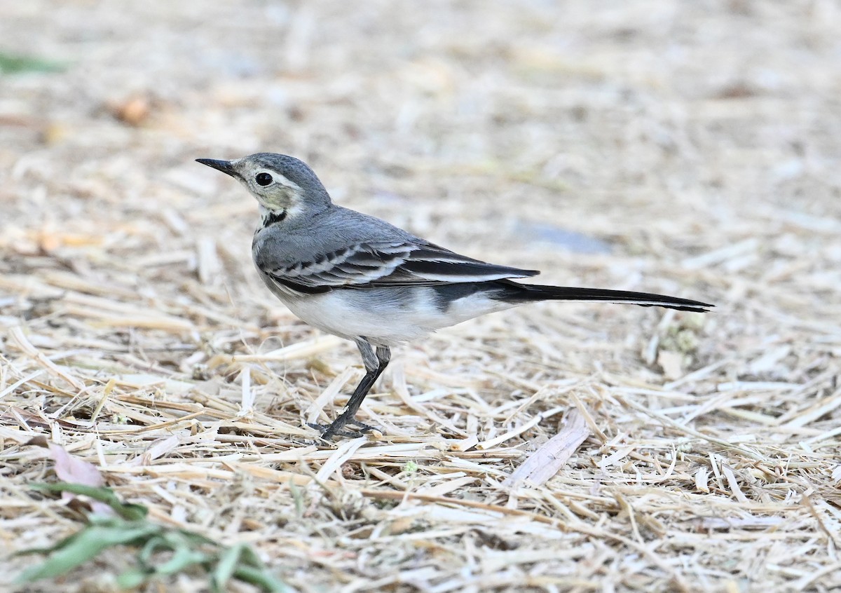 konipas bílý (ssp. alba/dukhunensis) - ML644816684