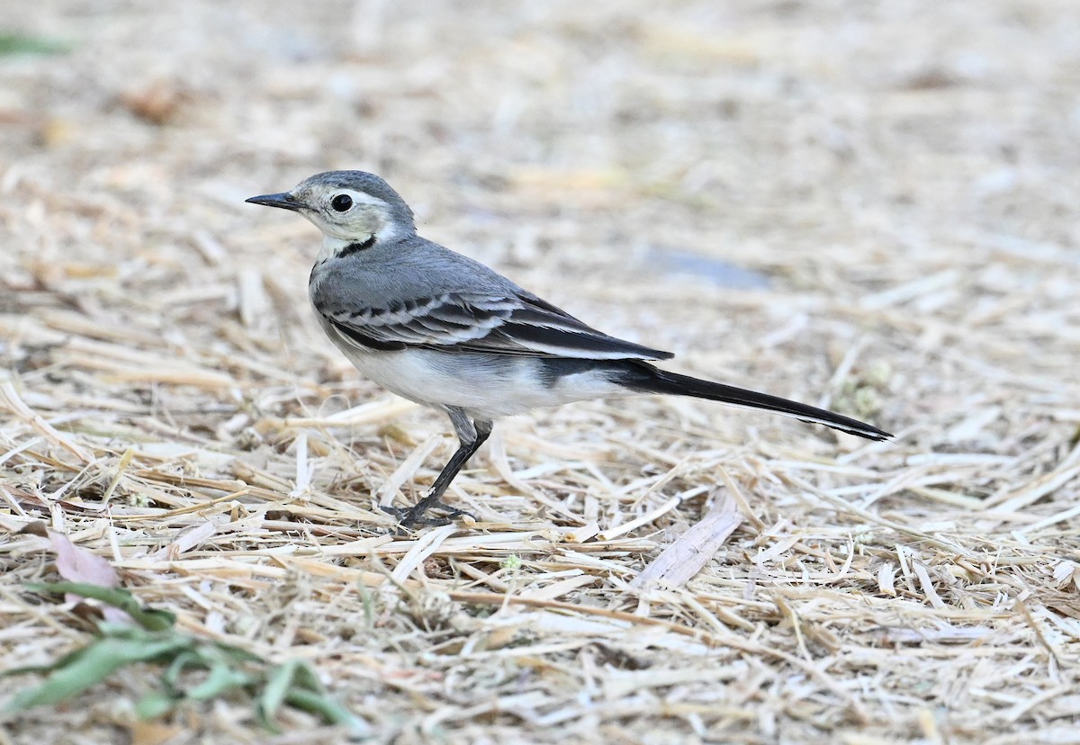 konipas bílý (ssp. alba/dukhunensis) - ML644816685