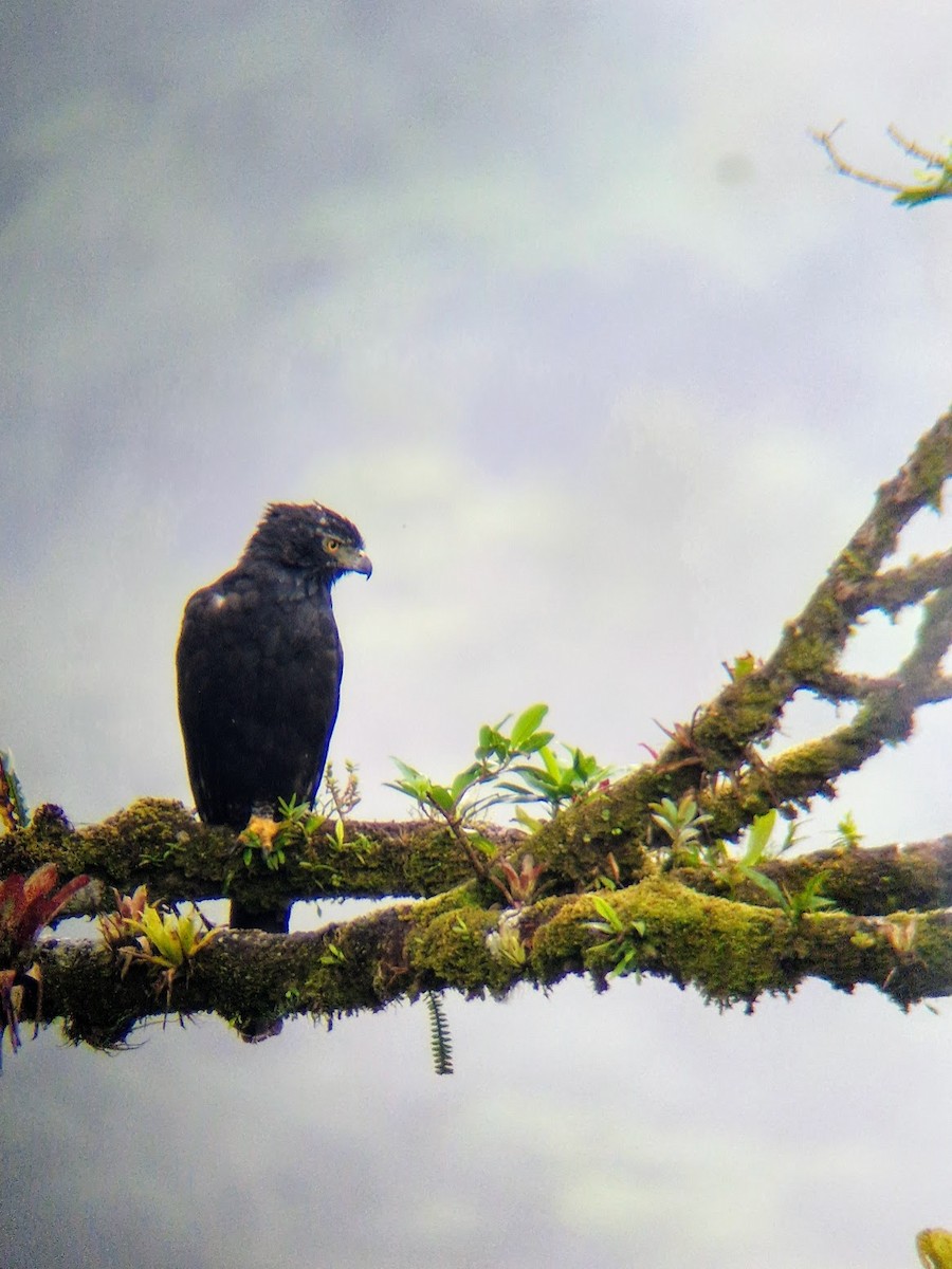 Black Hawk-Eagle - ML644816687