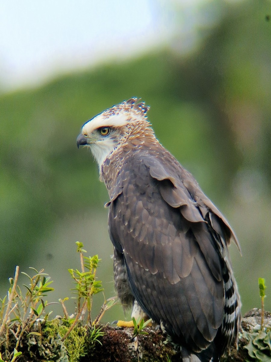 Black Hawk-Eagle - ML644816688