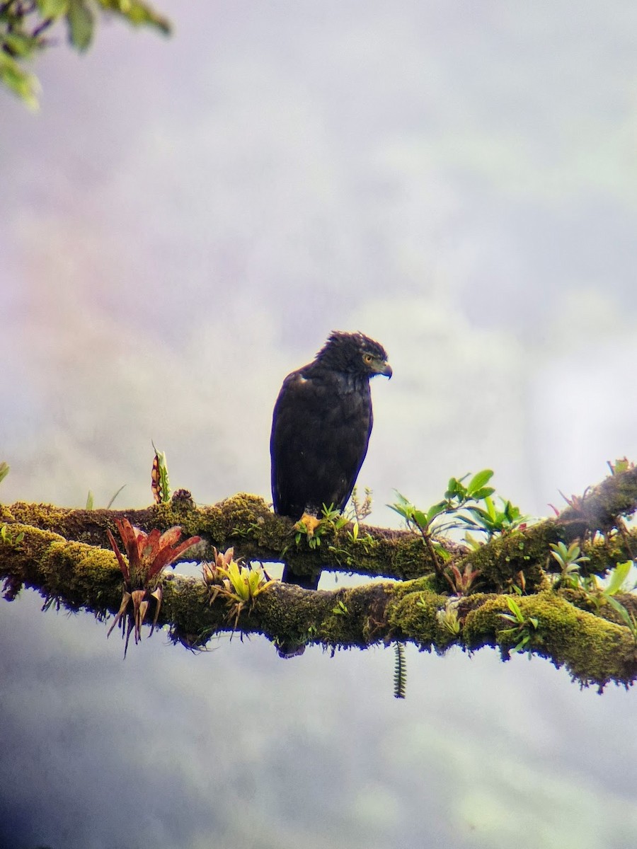 Black Hawk-Eagle - ML644816689