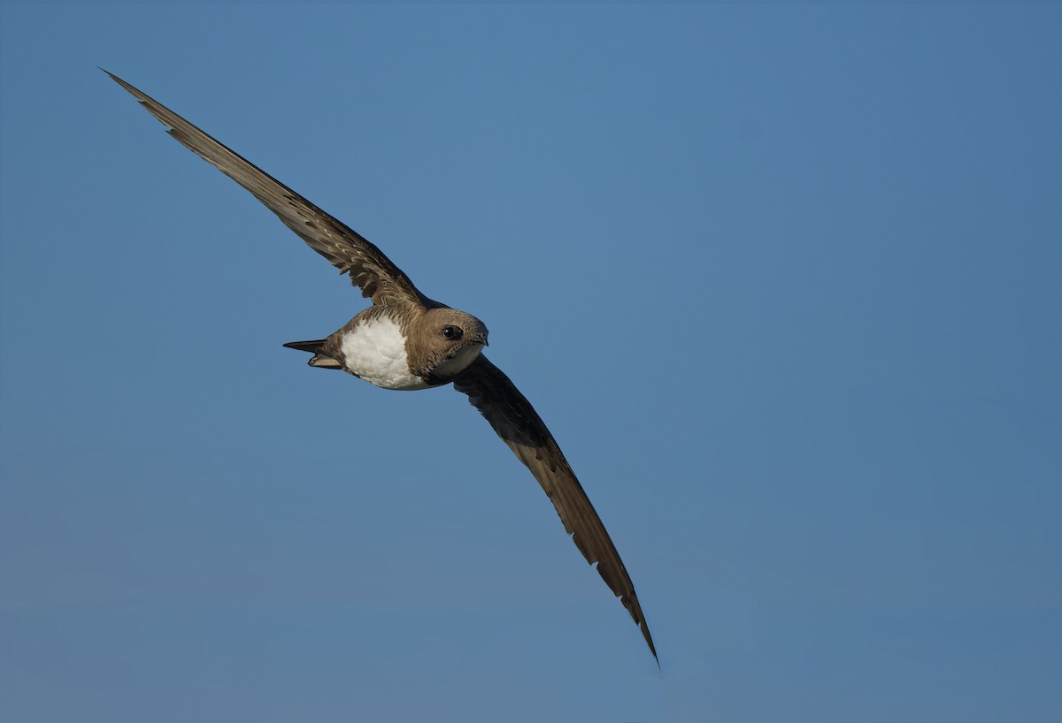 Alpensegler - ML644816693