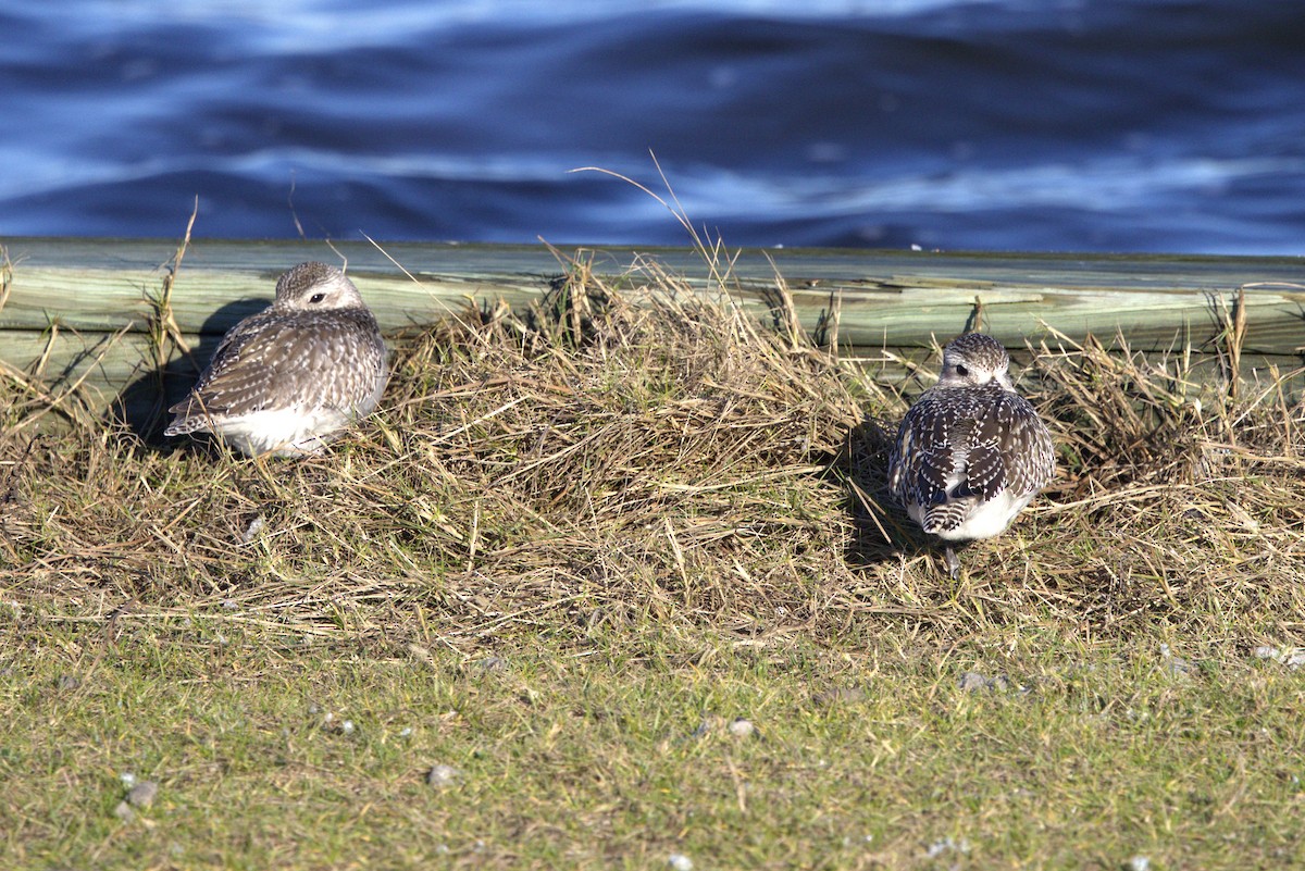 Black-bellied Plover - ML644816714