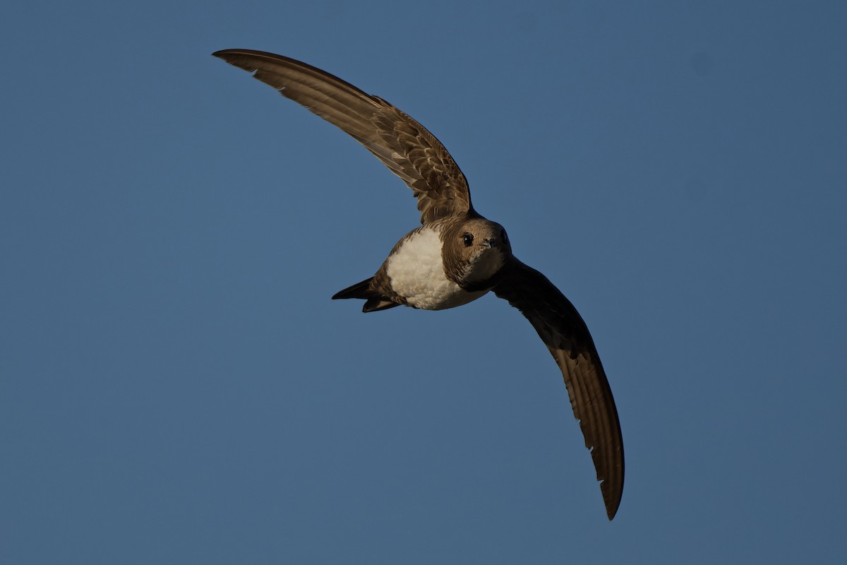 Alpensegler - ML644816715