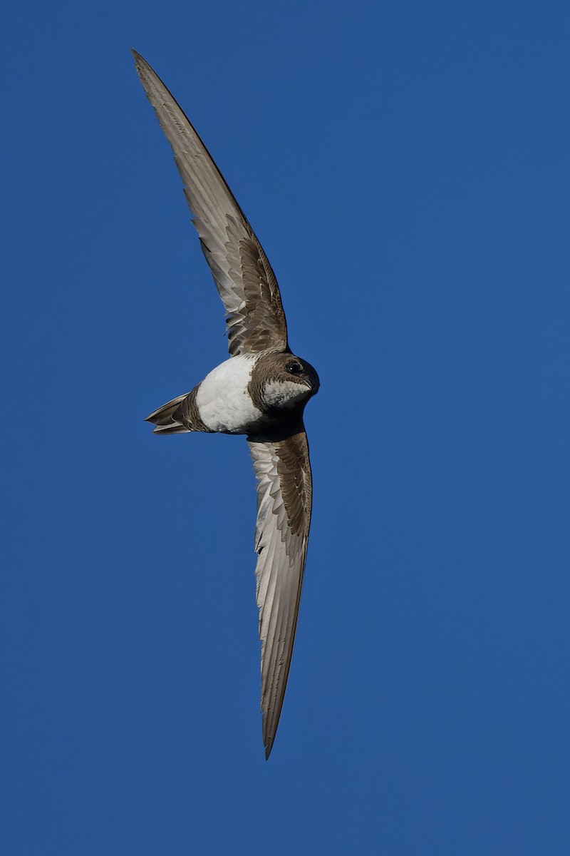 Alpensegler - ML644816718