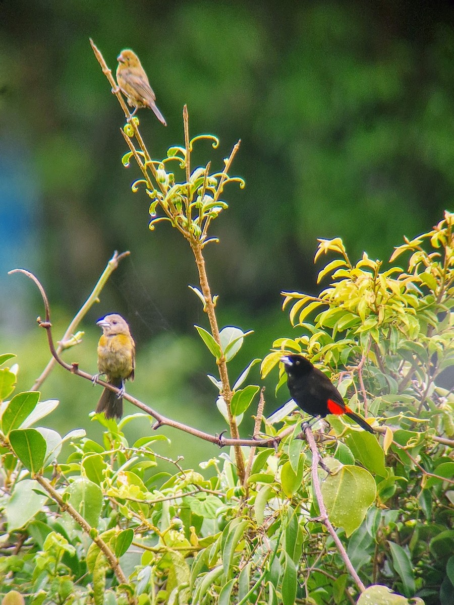 Blue-gray Tanager - ML644816719