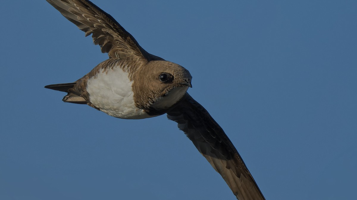 Alpensegler - ML644816722