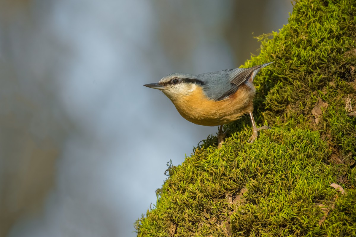 Garrapo eurasiarra - ML644816728