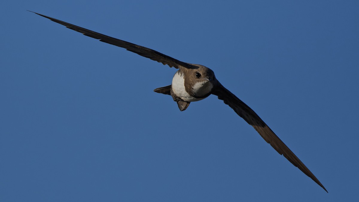 Alpensegler - ML644816730