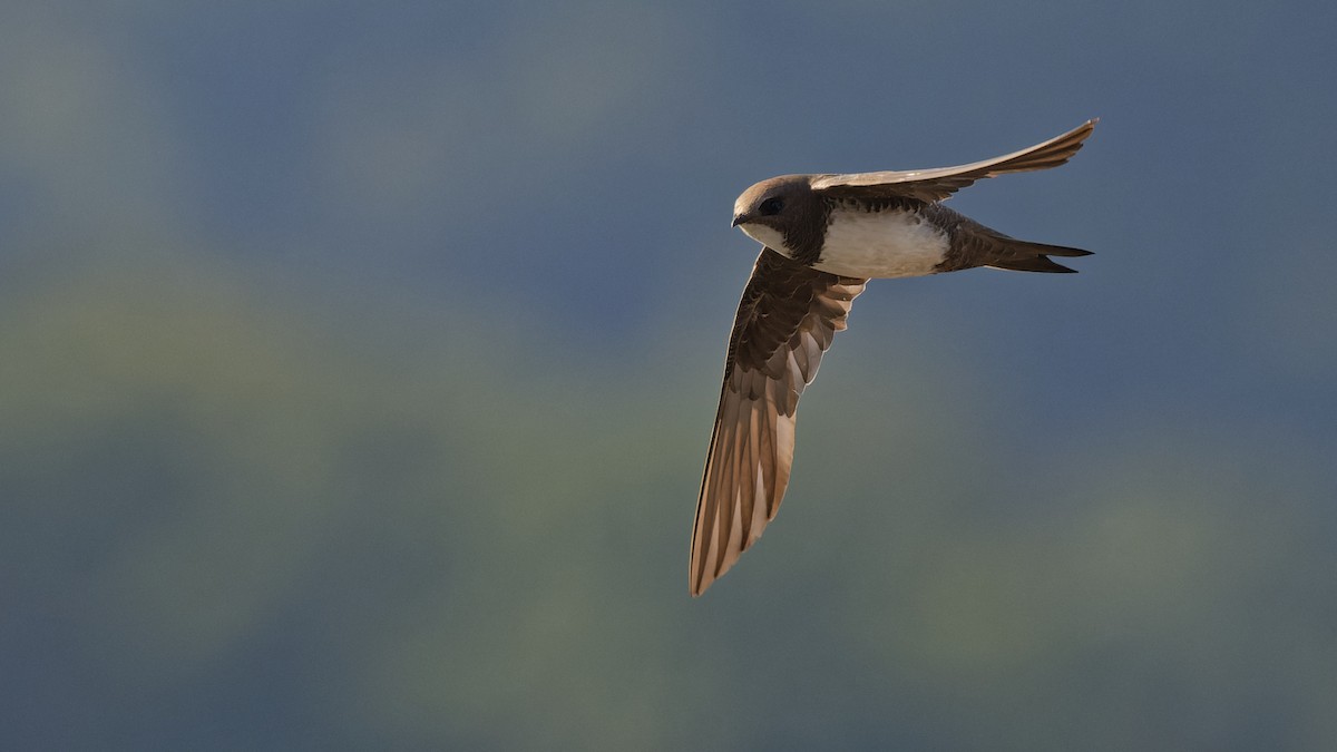 Alpensegler - ML644816731