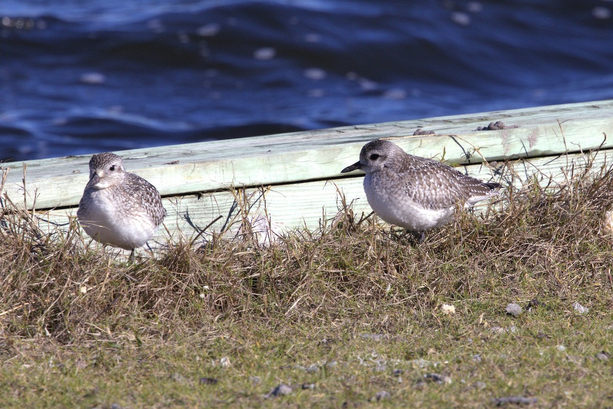 ダイゼン - ML644816745