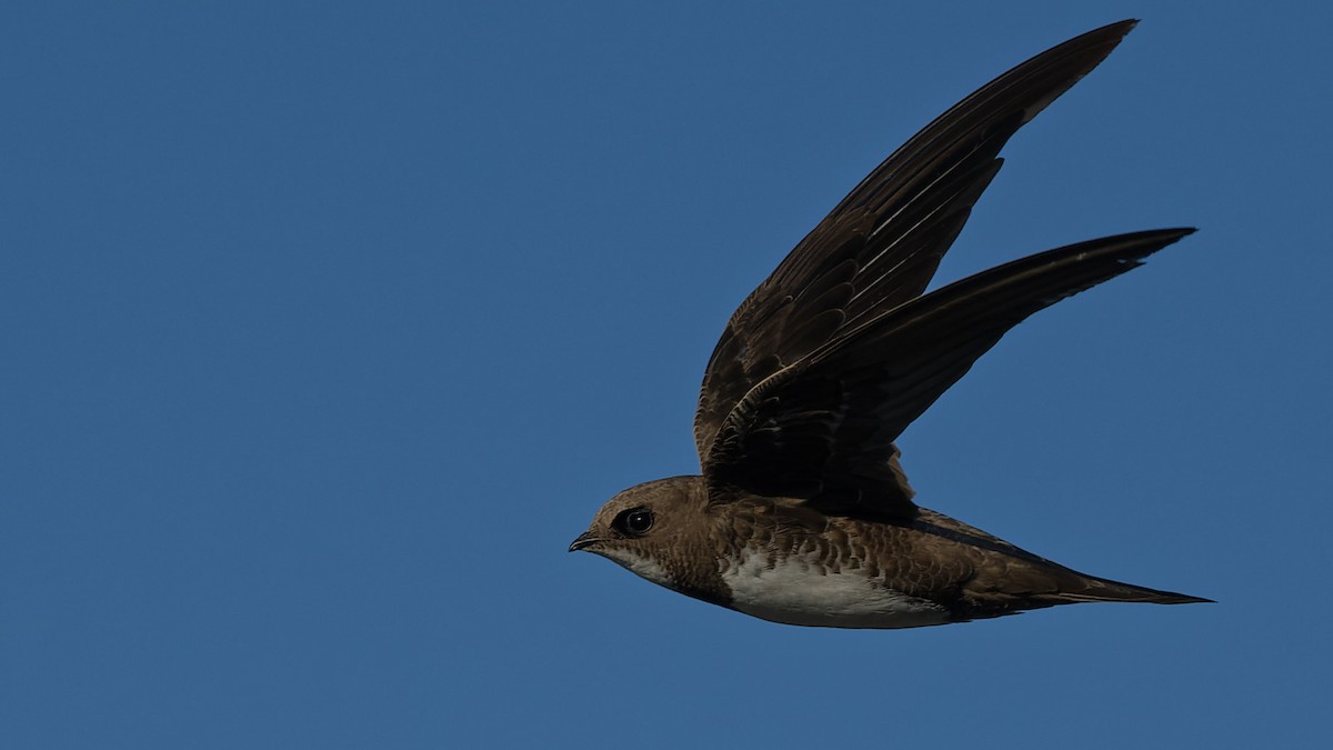 Alpensegler - ML644816746