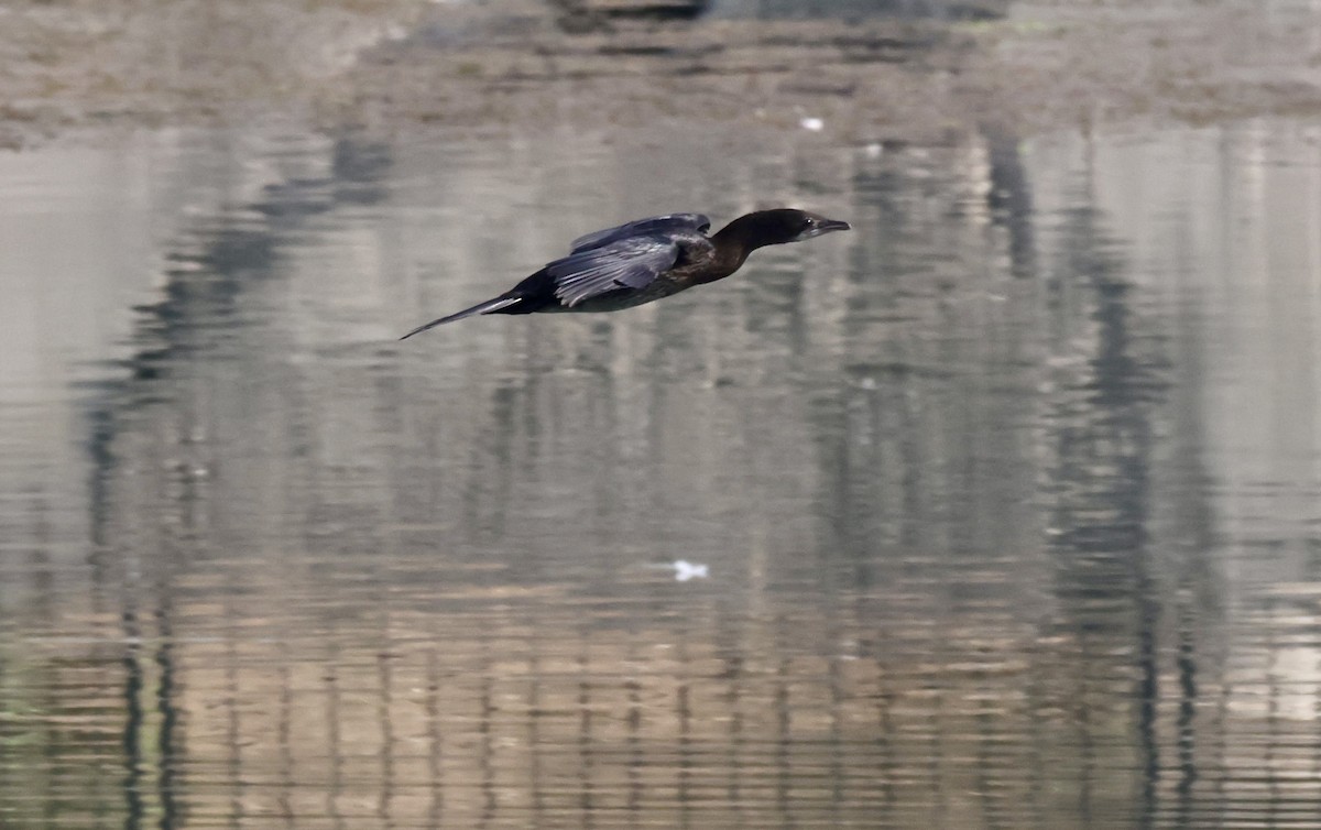 Pygmy Cormorant - ML644816747