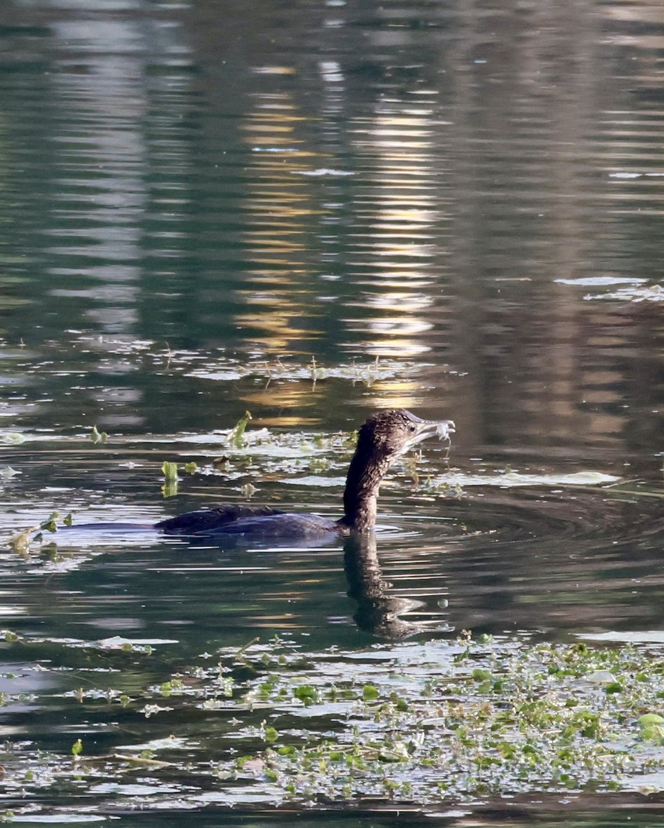 Pygmy Cormorant - ML644816748