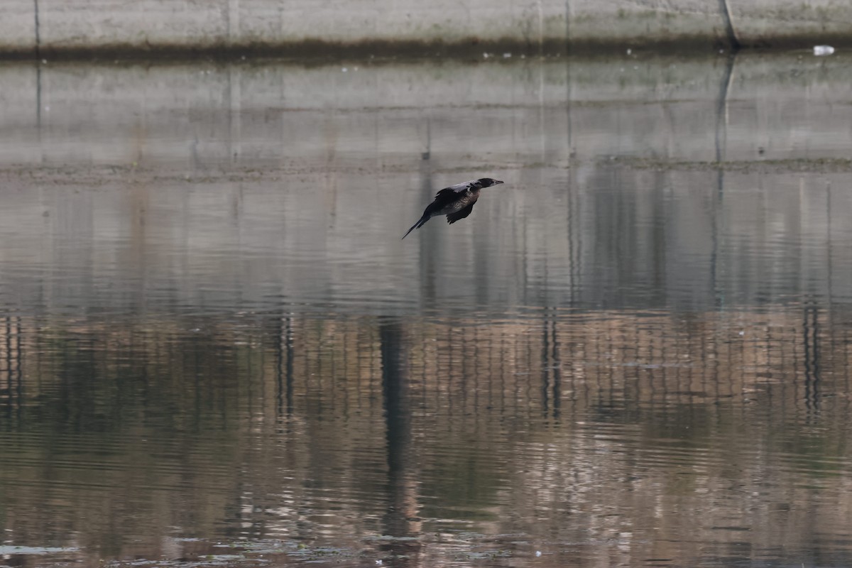 Pygmy Cormorant - ML644816749