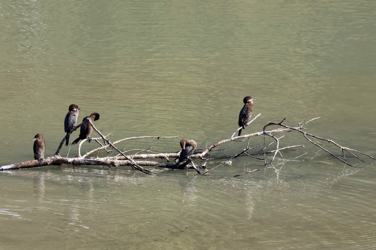 Pygmy Cormorant - ML644816750