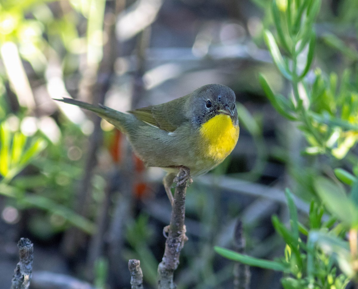 Северная желтогрудка - ML644816757