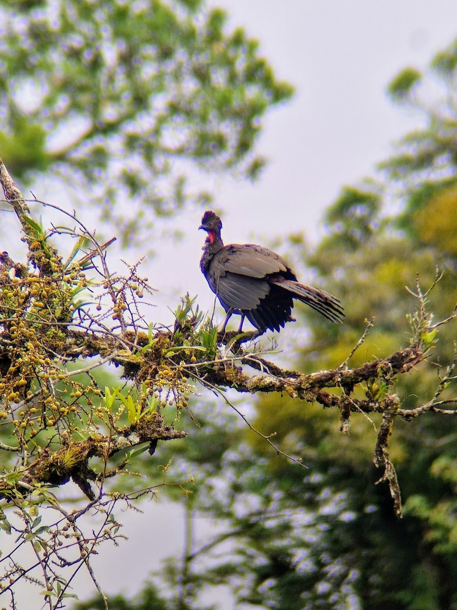 Crested Guan - ML644816773