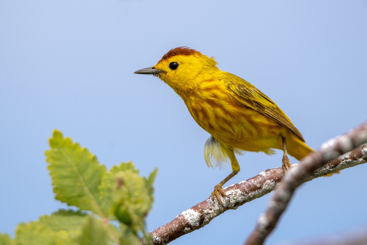 lesňáček žlutý - ML644816775