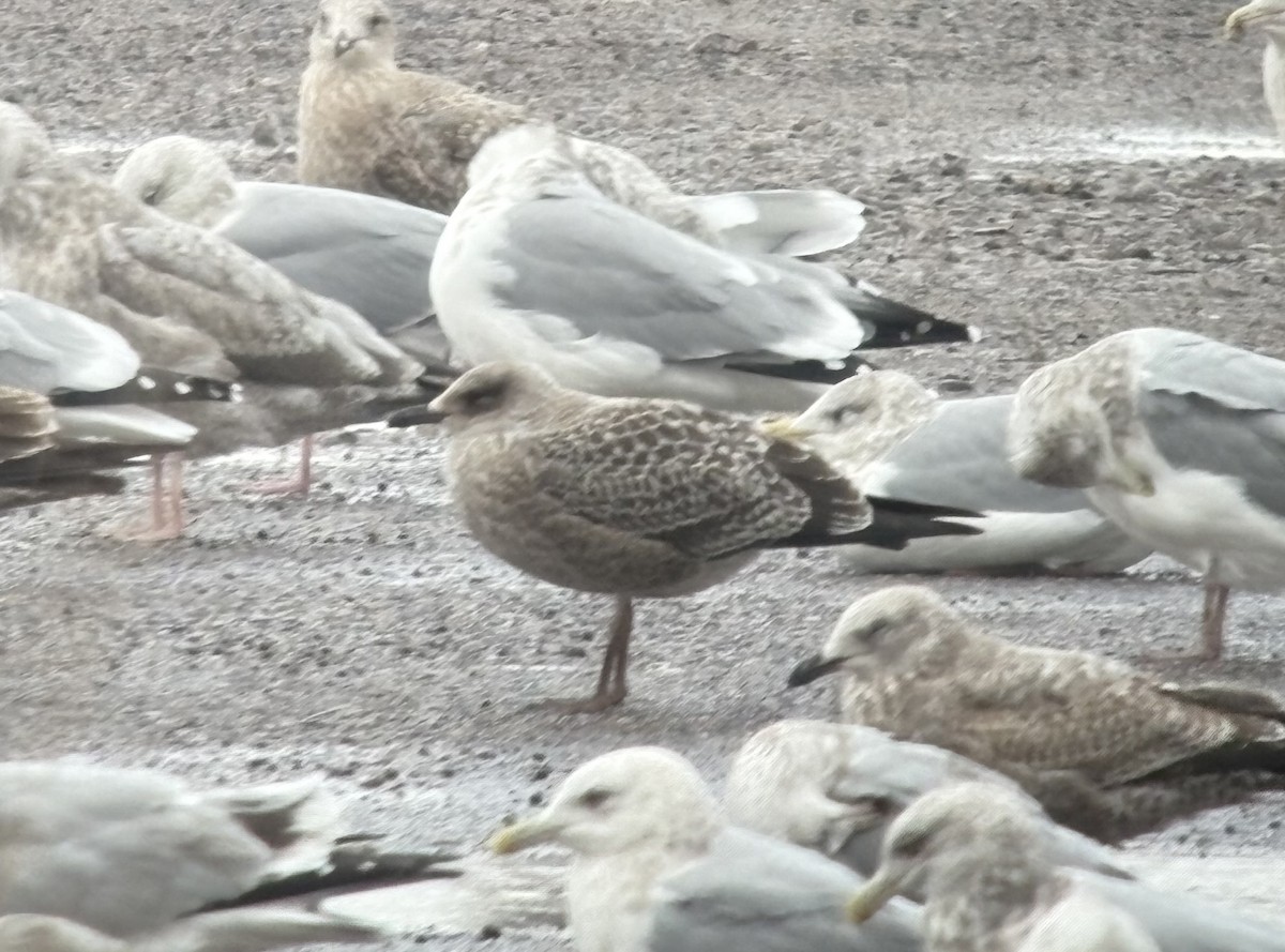 Lesser Black-backed Gull - ML644816791