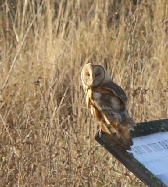American Barn Owl - ML644816793