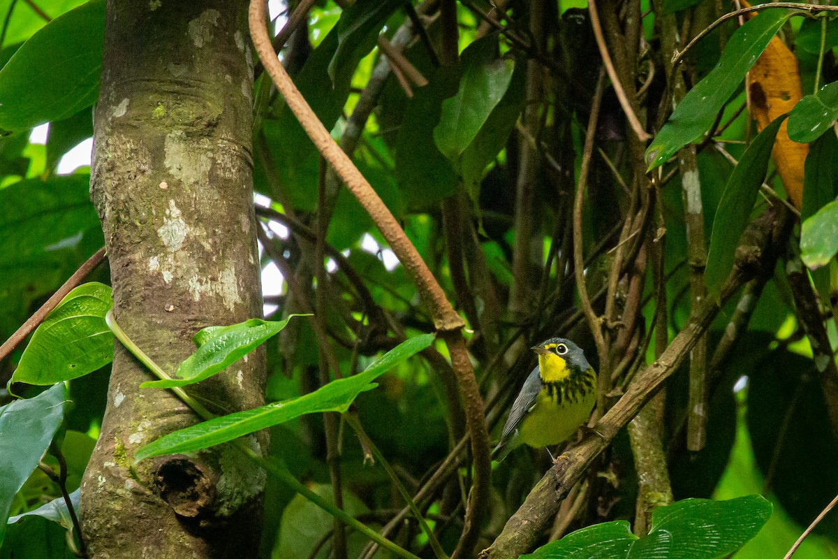 Paruline du Canada - ML644816794