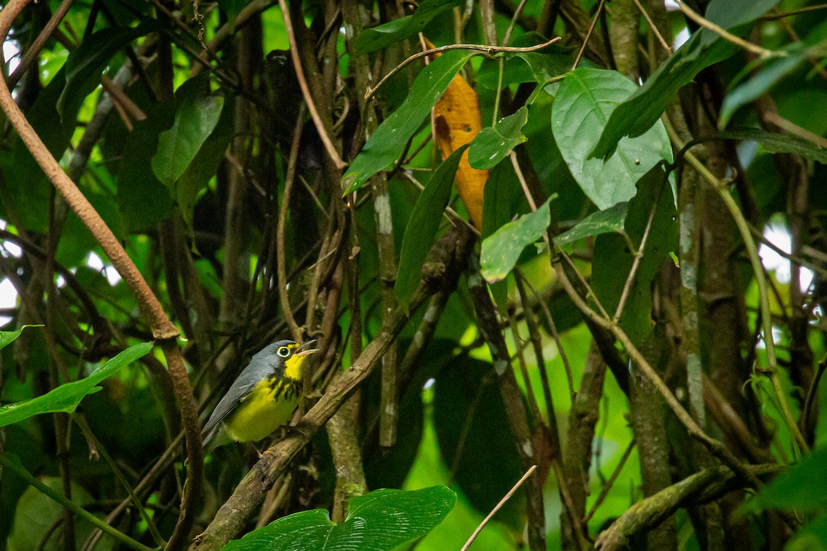 Paruline du Canada - ML644816795