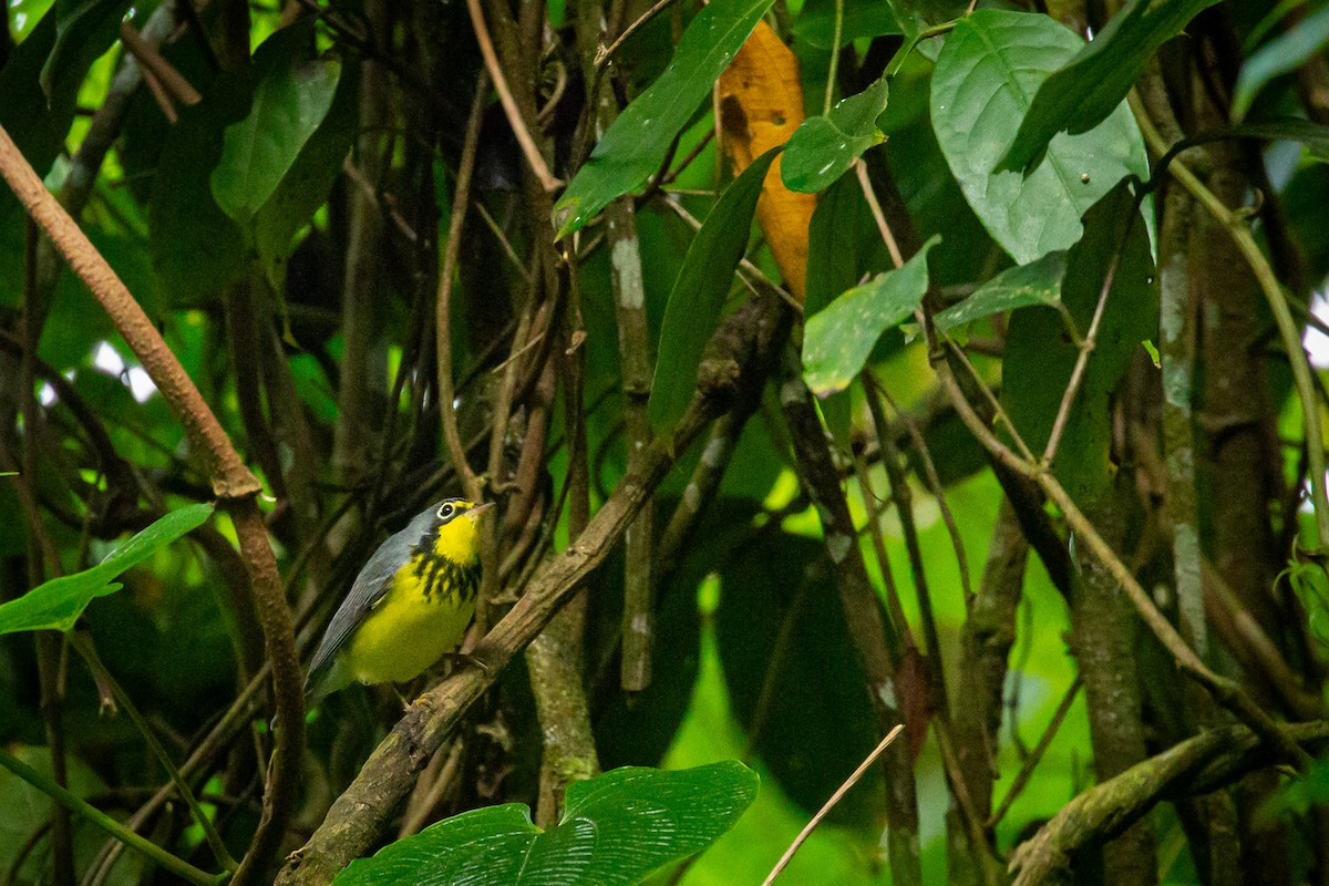 Paruline du Canada - ML644816796