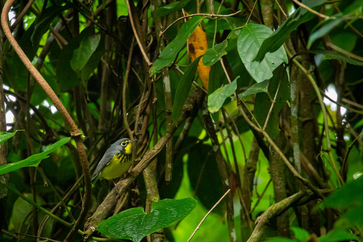 Paruline du Canada - ML644816797