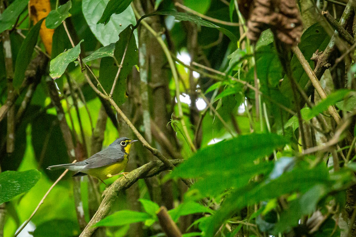 Paruline du Canada - ML644816798