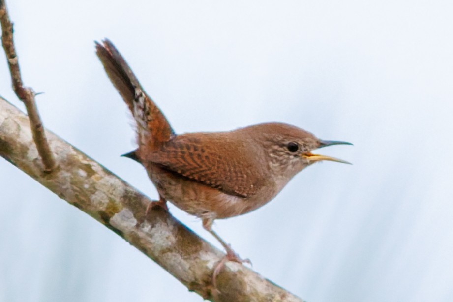 Northern House Wren - ML644816799