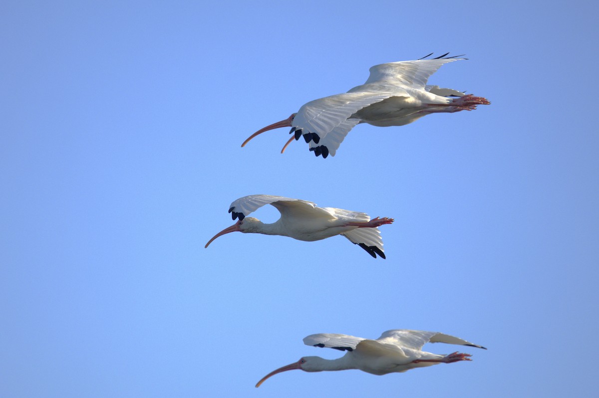 White Ibis - ML644816801