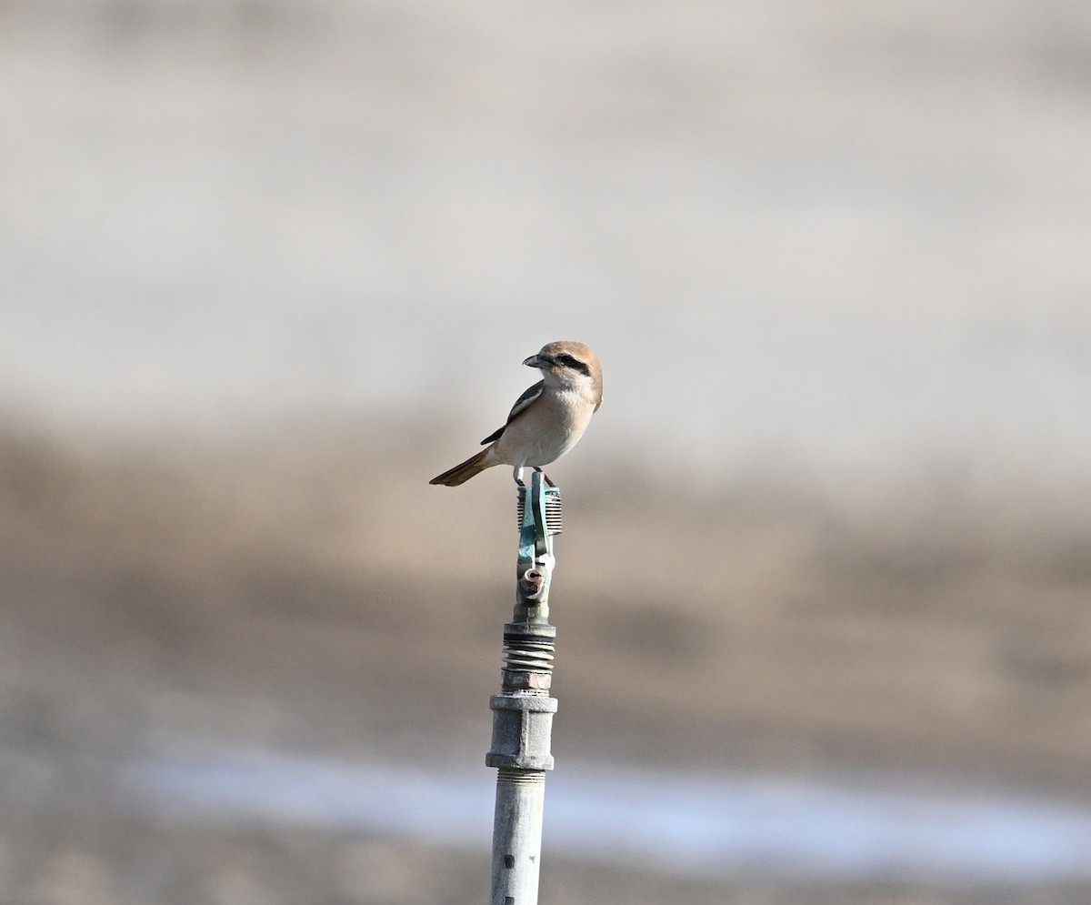 Isabelline Shrike (Daurian) - ML644816803