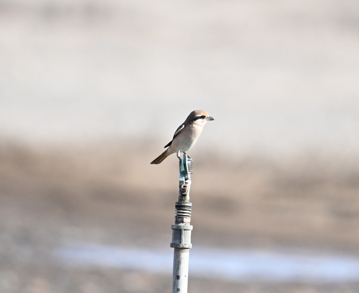 Isabelline Shrike (Daurian) - ML644816804