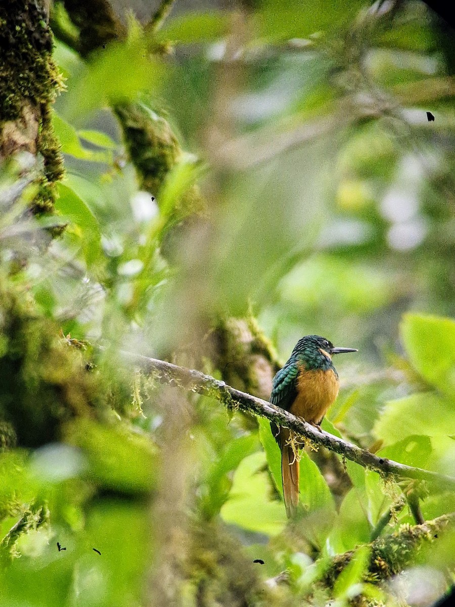 Rufous-tailed Jacamar - ML644816813