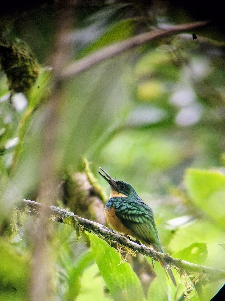 Rufous-tailed Jacamar - ML644816815