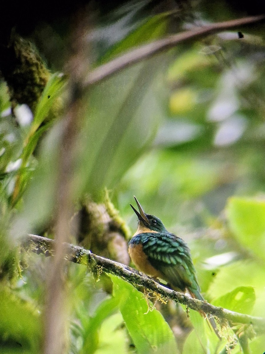 Rufous-tailed Jacamar - ML644816816