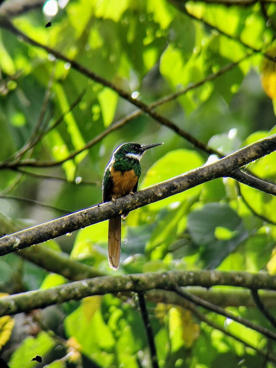 Rufous-tailed Jacamar - ML644816817