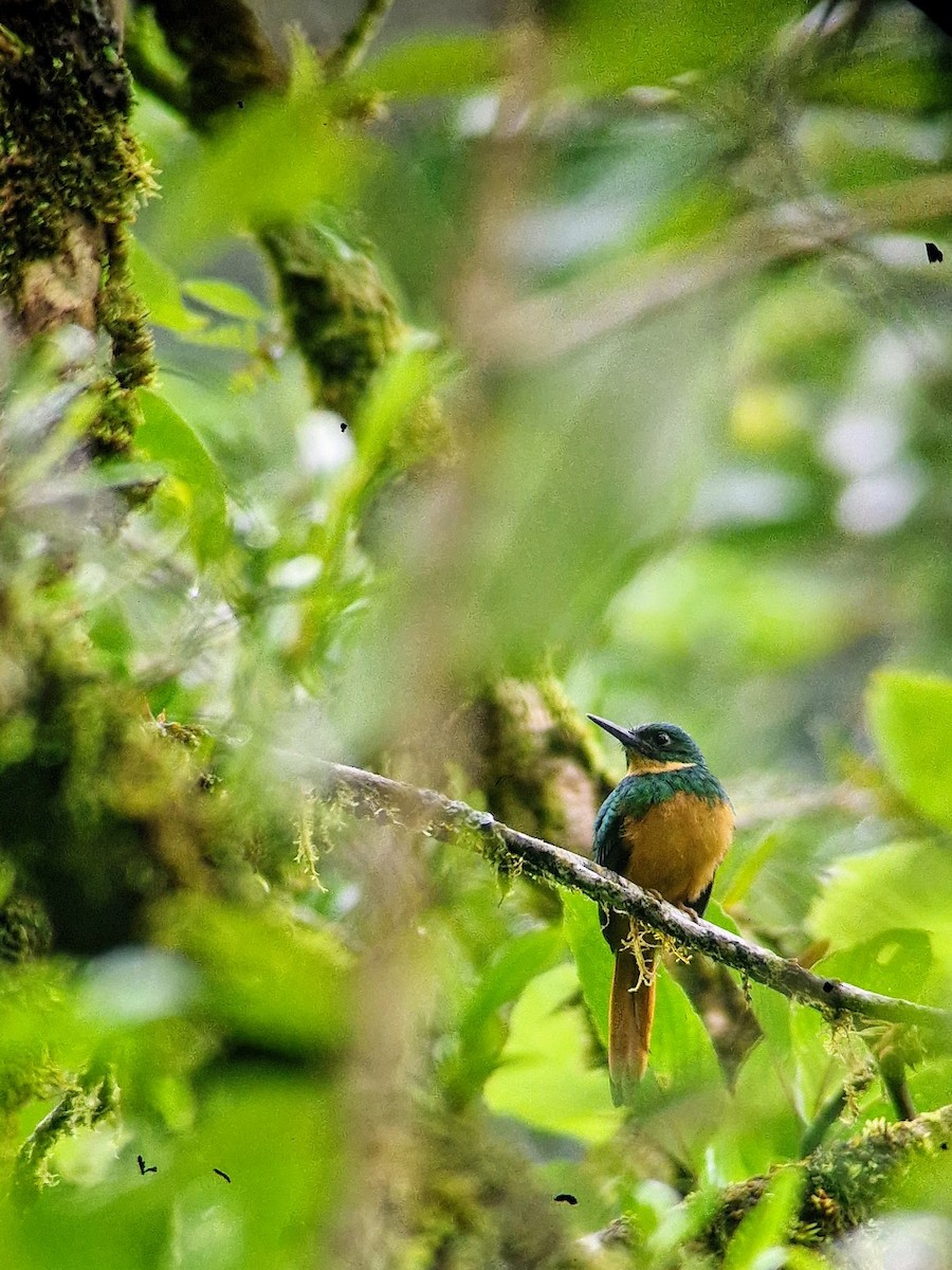 Rufous-tailed Jacamar - ML644816818