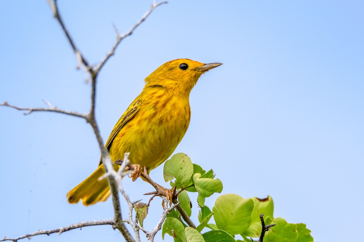 lesňáček žlutý - ML644816823