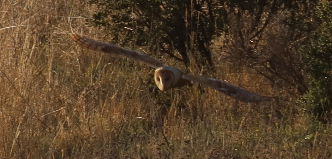 American Barn Owl - ML644816825
