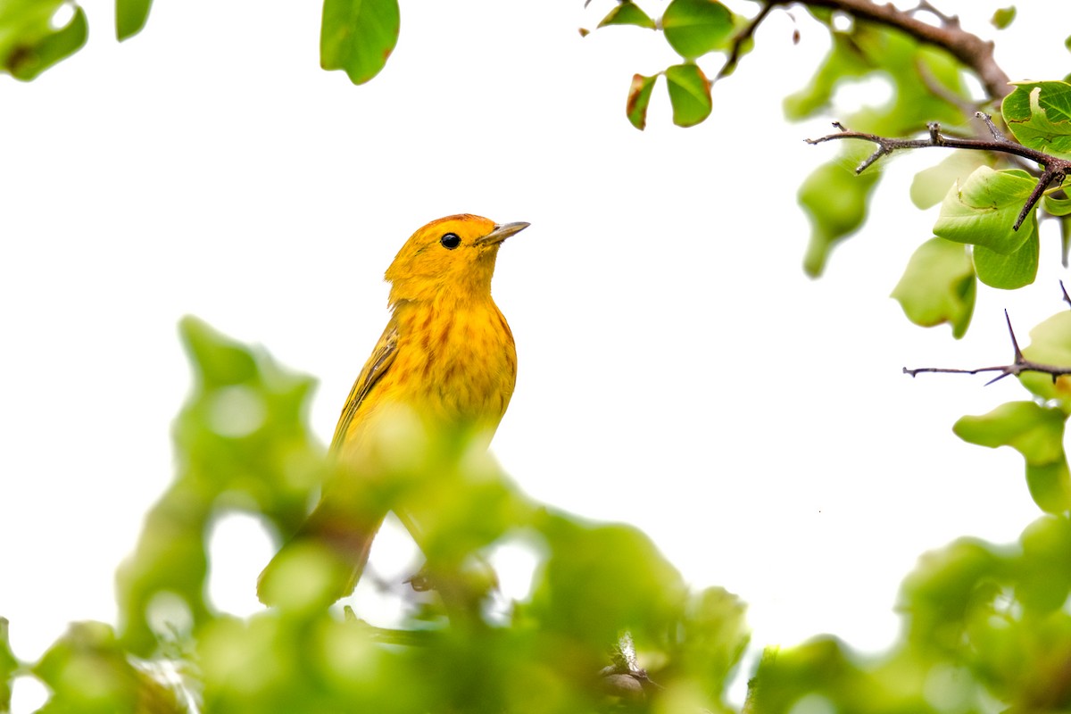 lesňáček žlutý - ML644816826