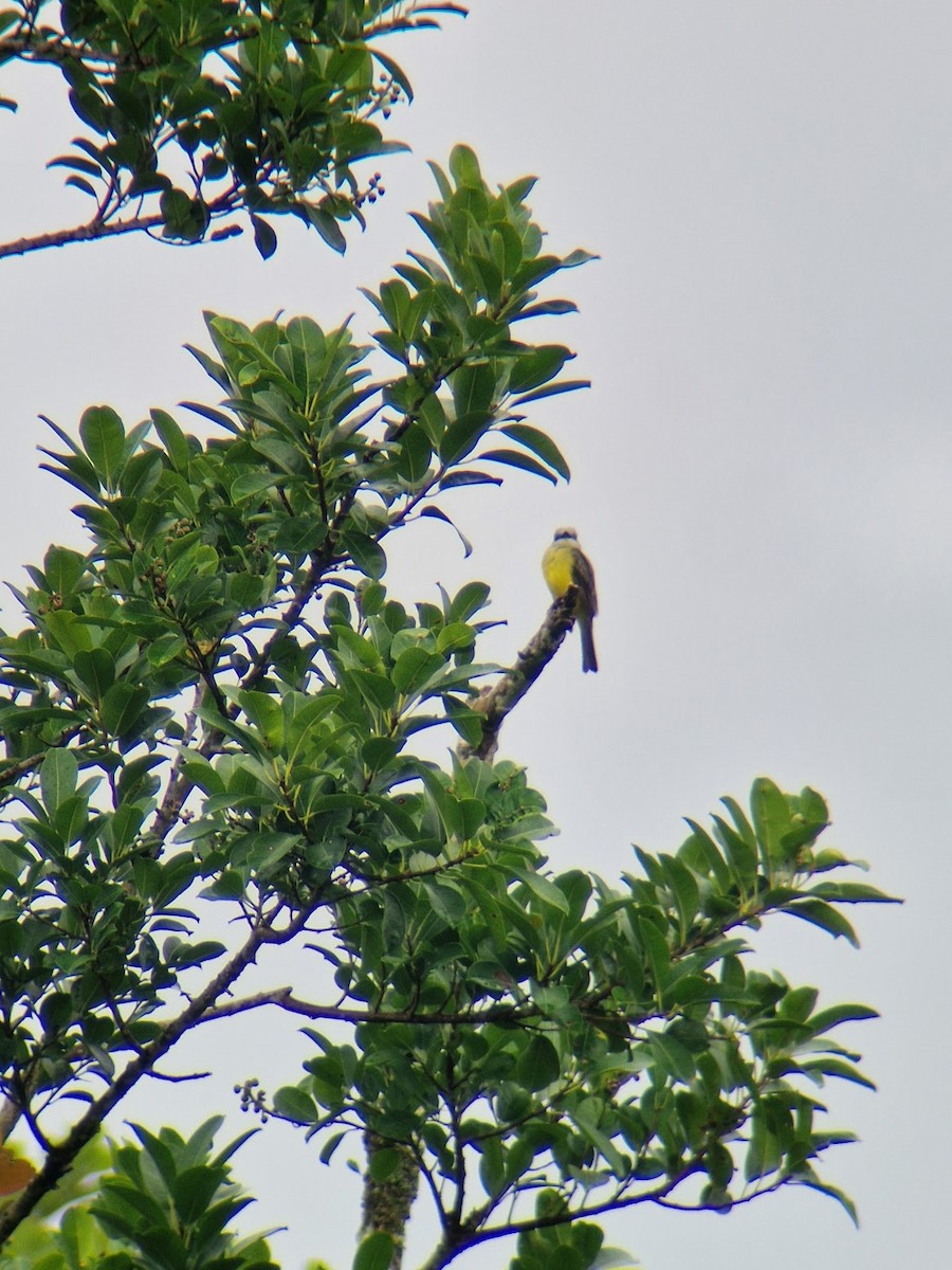 Tropical Kingbird - ML644816827
