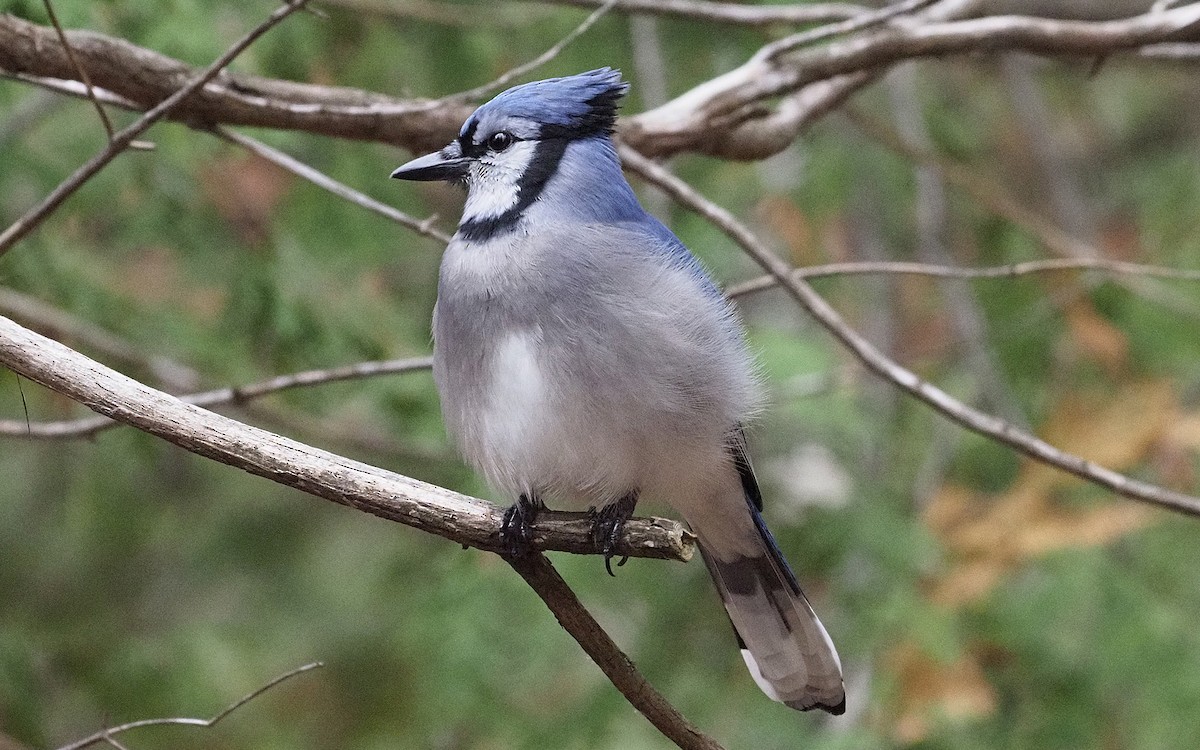 sojka chocholatá - ML644816831