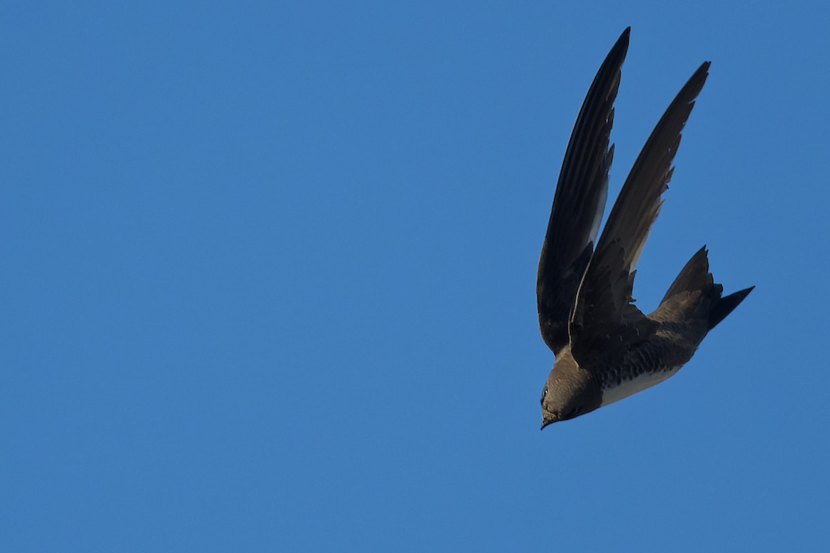 Alpensegler - ML644816834