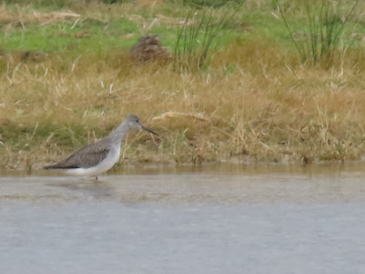 Greater Yellowlegs - ML644816840