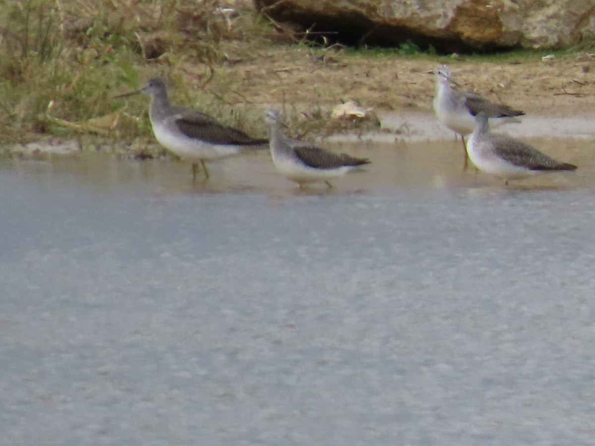Greater Yellowlegs - ML644816841