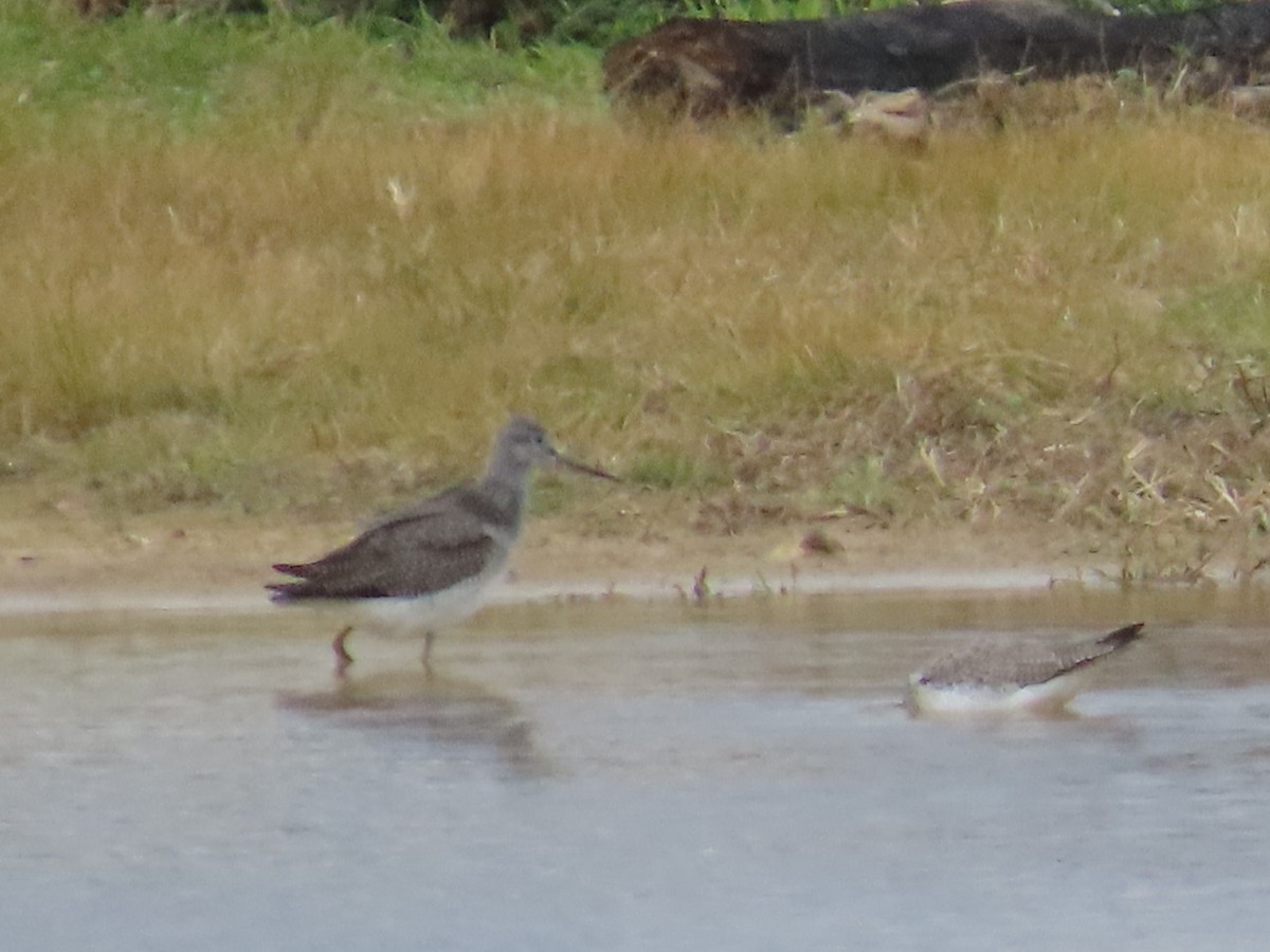 Greater Yellowlegs - ML644816842
