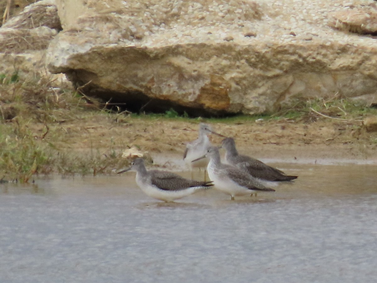 Greater Yellowlegs - ML644816843